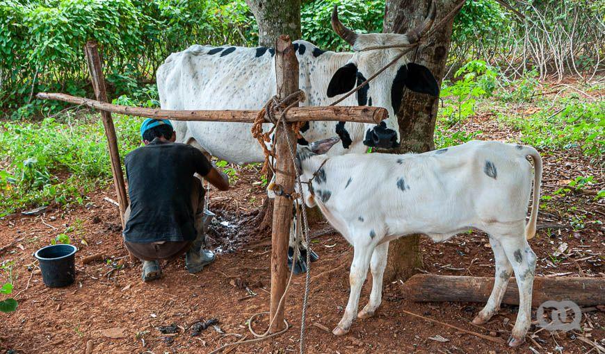 Escasez de leche en Cuba, ¿la culpa es de la vaca?